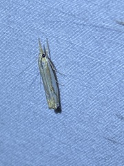 Crambus saltuellus