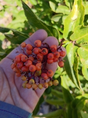 Sambucus racemosa