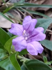 Ruellia erythropus