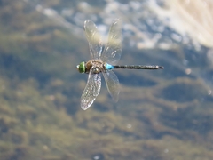 Anax parthenope