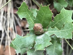 Andricus foecundatrix