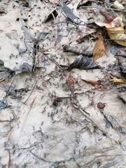 Eciton burchellii