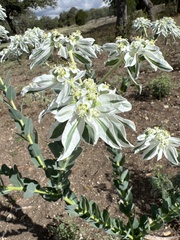 Euphorbia marginata