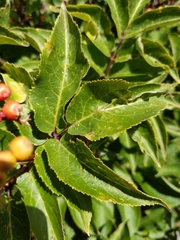 Sambucus racemosa