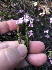 Euchaetis diosmoides