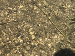 Micropterus salmoides