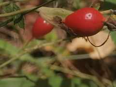 Rosa majalis