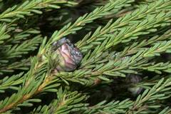 Leucadendron linifolium