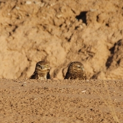 Athene cunicularia hypugaea