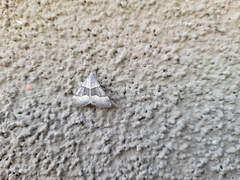 Hemeroplanis incusalis