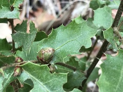 Andricus foecundatrix