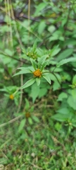 Bidens tripartita