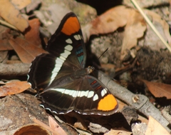 Adelpha californica