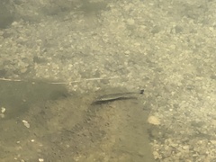 Micropterus salmoides