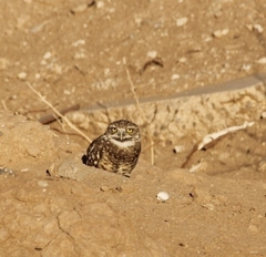 Athene cunicularia hypugaea