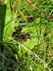 Allonemobius fasciatus