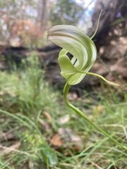 Pterostylis baptistii