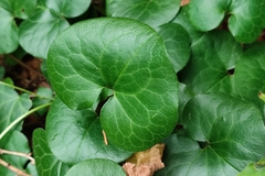 Asarum europaeum