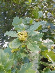 Andricus quercuscalicis