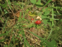 Rosa majalis