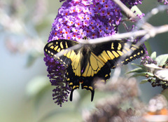 Papilio zelicaon