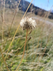 Hypochaeris maculata