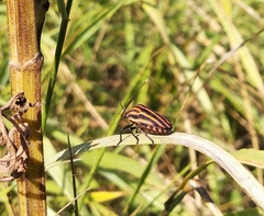 Graphosoma italicum italicum