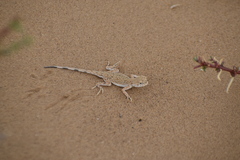 Phrynocephalus guttatus