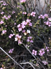 Euchaetis diosmoides