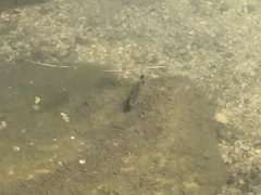 Micropterus salmoides