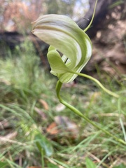 Pterostylis baptistii