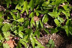 Arisarum proboscideum