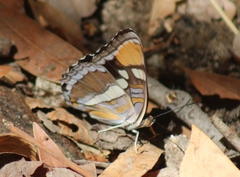 Adelpha californica