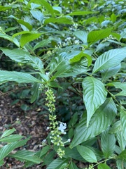 Gonzalagunia hirsuta