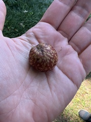 Amphibolips quercusjuglans