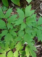 Actaea