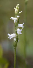 Spiranthes arcisepala