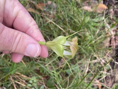 Pterostylis baptistii