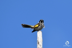 Phylidonyris novaehollandiae