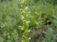 Platanthera stricta