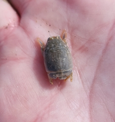 Emerita analoga