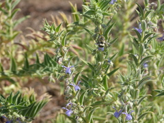 Anthophora urbana
