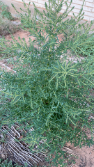 Bassia scoparia