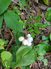 Actaea