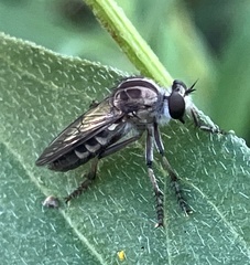 Heteropogon macerinus