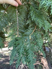 Thuja occidentalis