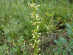 Platanthera stricta