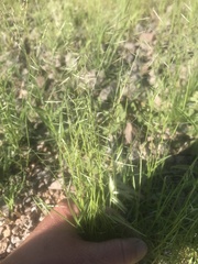 Bouteloua aristidoides