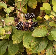 Rubus newbouldii