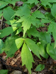 Actaea